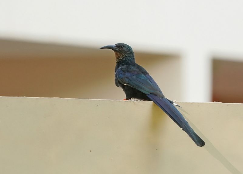 Groene Kakelaar / Green Wood-hoopoe