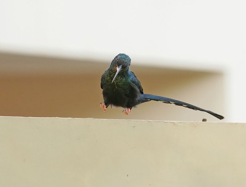 Groene Kakelaar / Green Wood-hoopoe