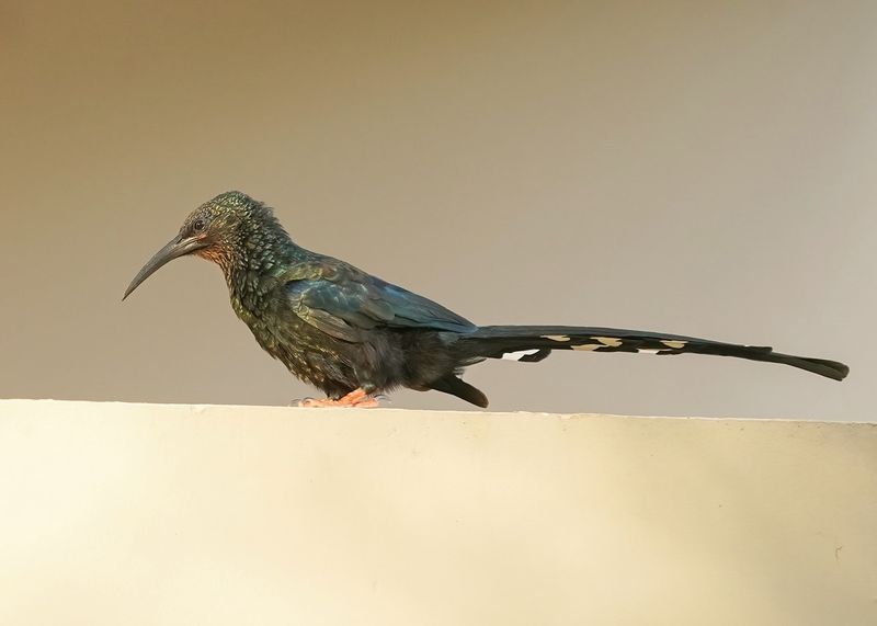 Groene Kakelaar / Green Wood-hoopoe