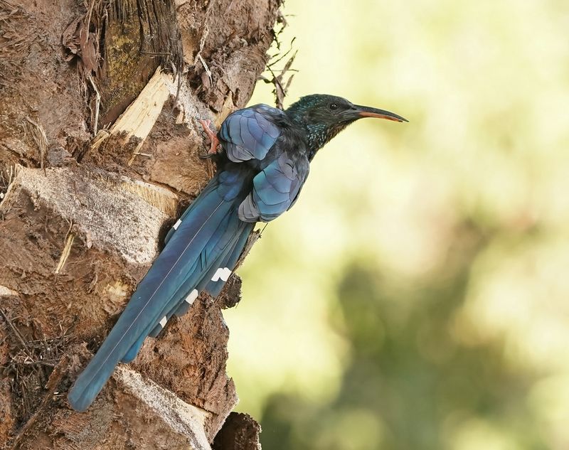 Groene Kakelaar / Green Wood-hoopoe