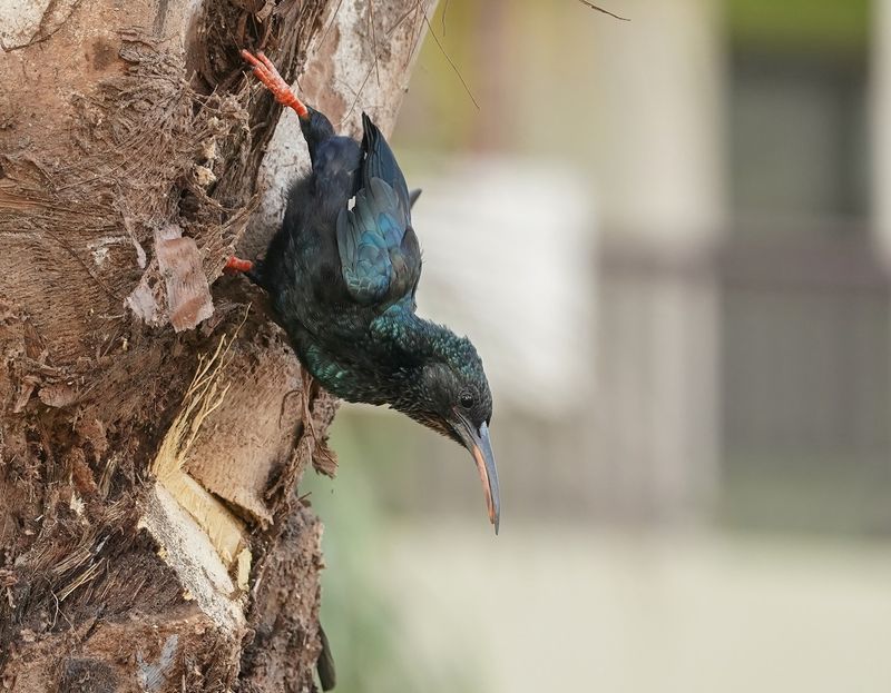 Groene Kakelaar / Green Wood-hoopoe