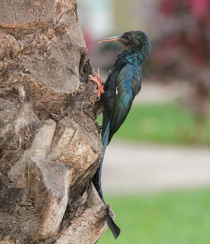Groene Kakelaar / Green Wood-hoopoe