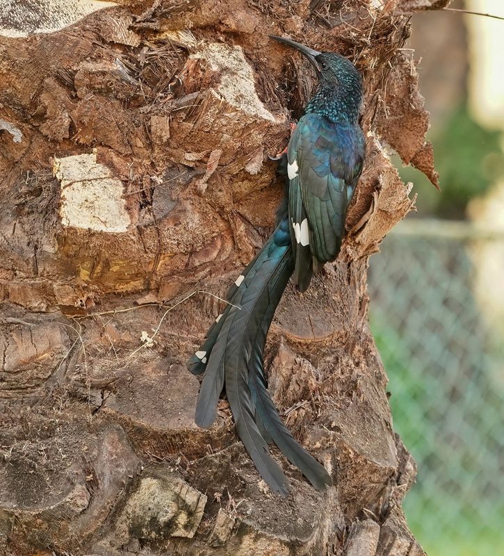 Groene Kakelaar / Green Wood-hoopoe