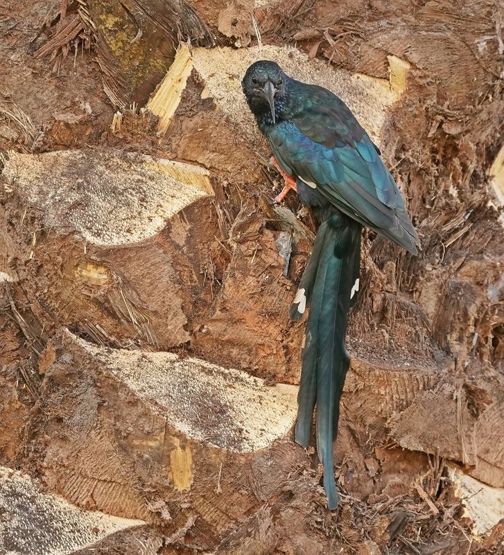 Groene Kakelaar / Green Wood-hoopoe