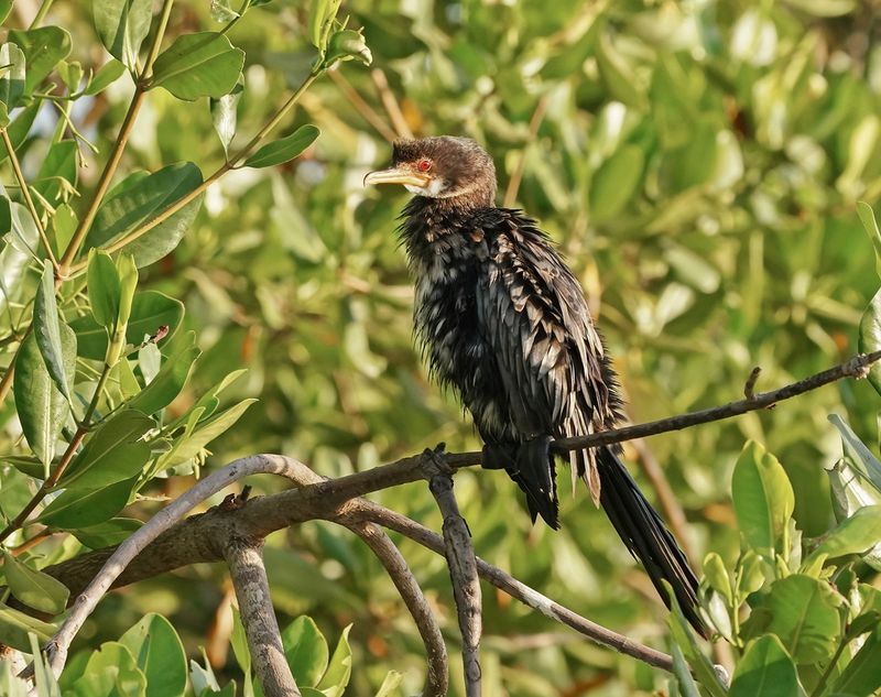 Afrikaanse Dwergaalscholver / Long-tailed Cormorant