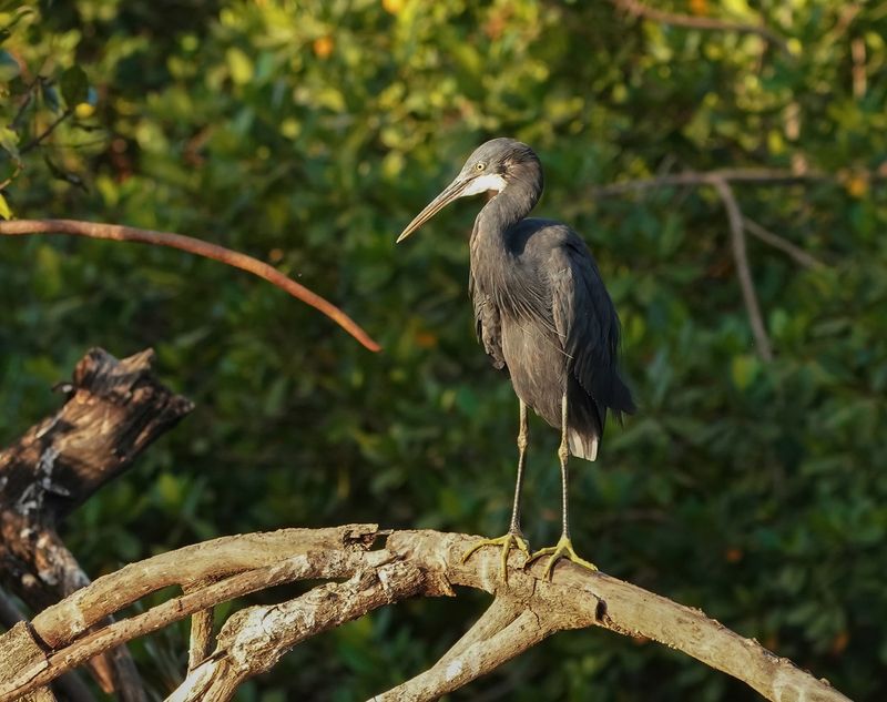 Westelijke Rifreiger / Western Reef Heron