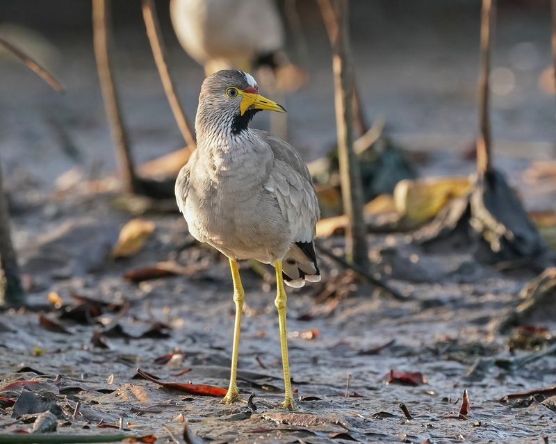 Lelkievit / African Wattled Lapwing