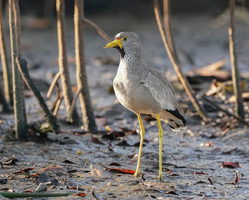 Lelkievit / African Wattled Lapwing