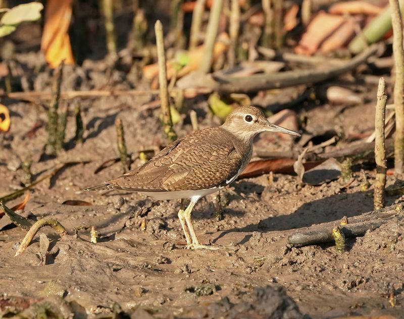 Oeverloper / Common Sandpiper