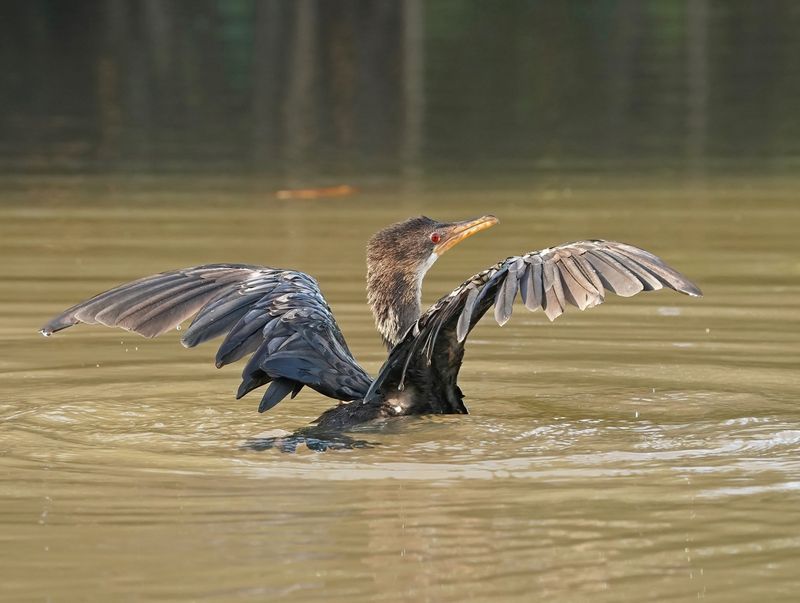 Afrikaanse Dwergaalscholver / Long-tailed Cormorant