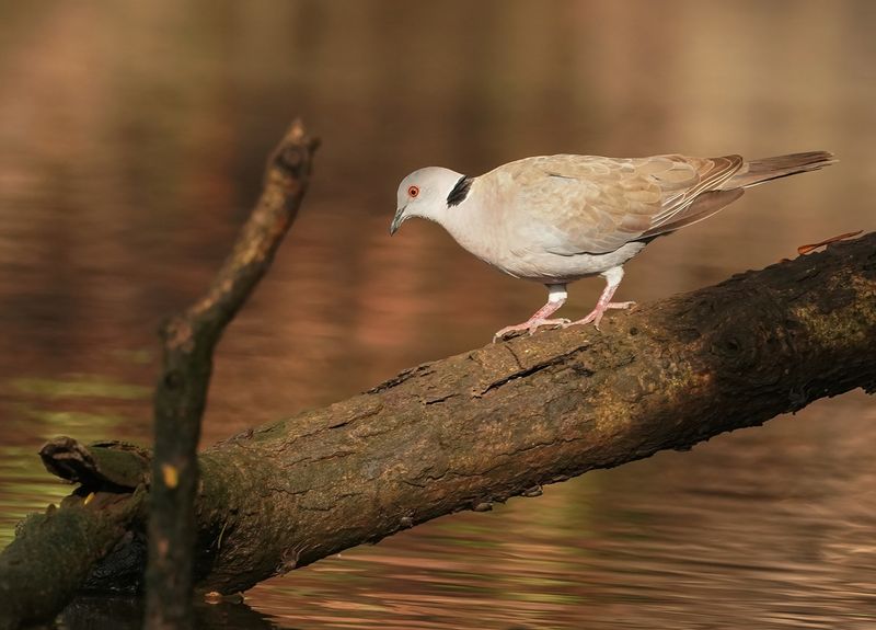 Treurtortel  / African Mourning Dove