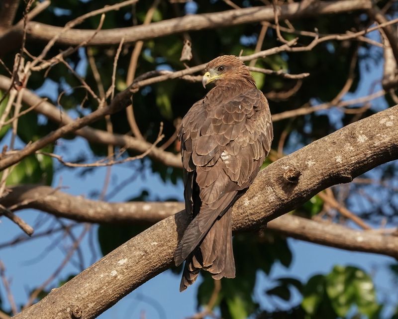 Geelsnavelwouw / Yellow-billed Kite