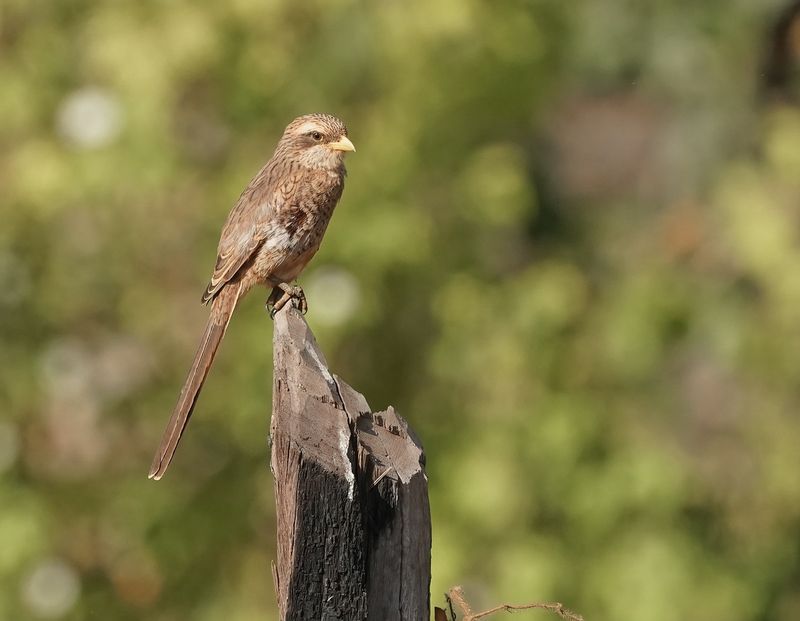 Geelsnavelklauwier / Yellow-billed Shrike