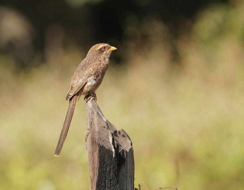 Geelsnavelklauwier / Yellow-billed Shrike