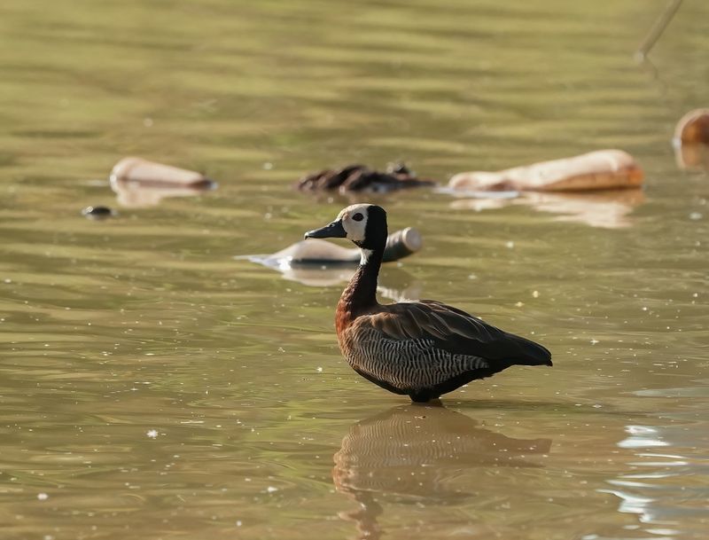 Witwangfluiteend / White-faced Whistling Duck