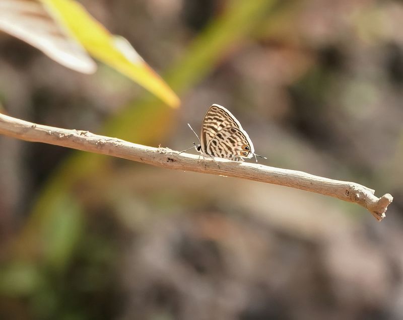 Langs Short-tailed Blue