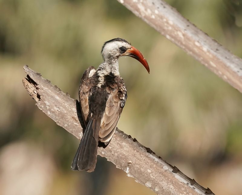 Westelijke Roodsnaveltok / Western Red-billed Hornbill