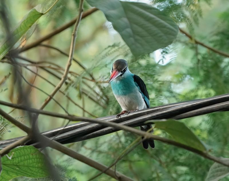 Teugelijsvogel / Blue-breasted Kingfisher