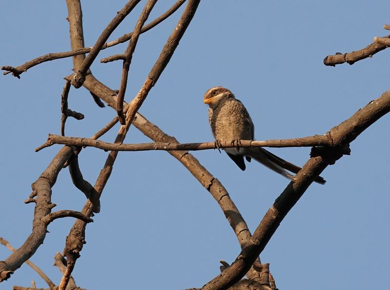 Geelsnavelklauwier / Yellow-billed Shrike