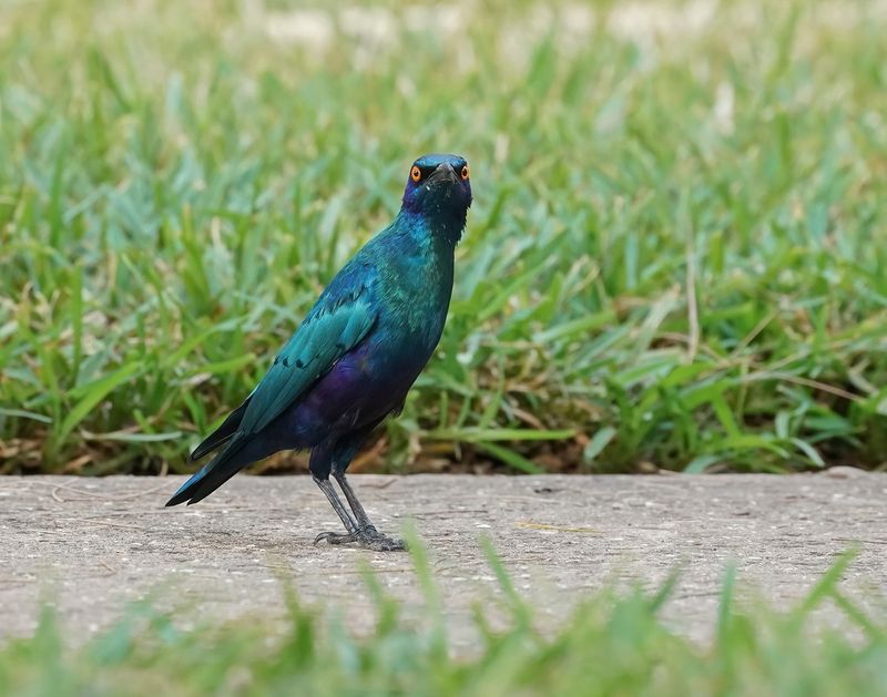 Groenstaartglansspreeuw / Greater Blue-eared Starling