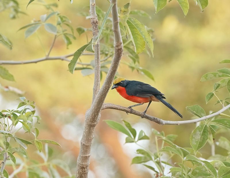 Goudkapfiskaal / Yellow-crowned Gonolek