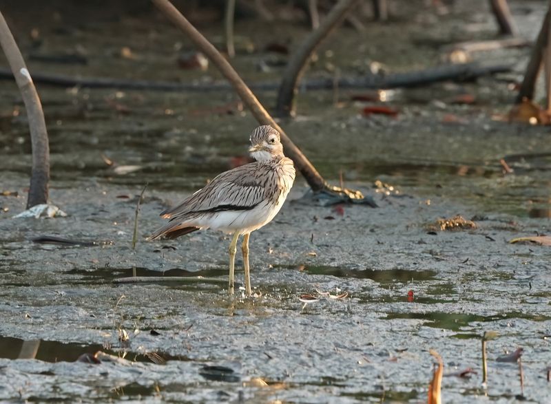 Senegalese Griel / Senegal Thick-knee