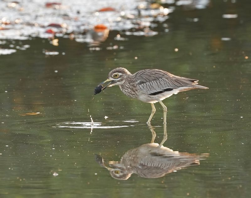 Senegalese Griel / Senegal Thick-knee