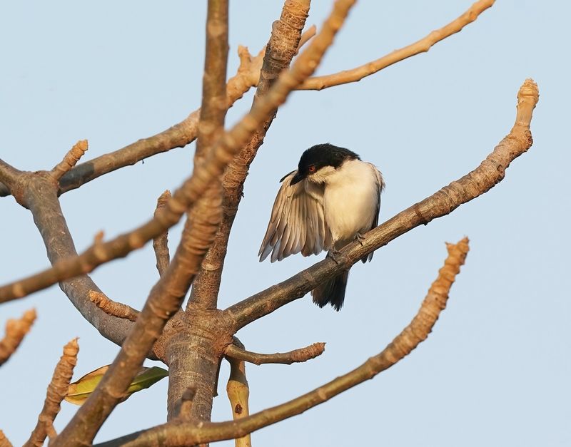 Gambiapoederdonsklauwier / Northern Puffback