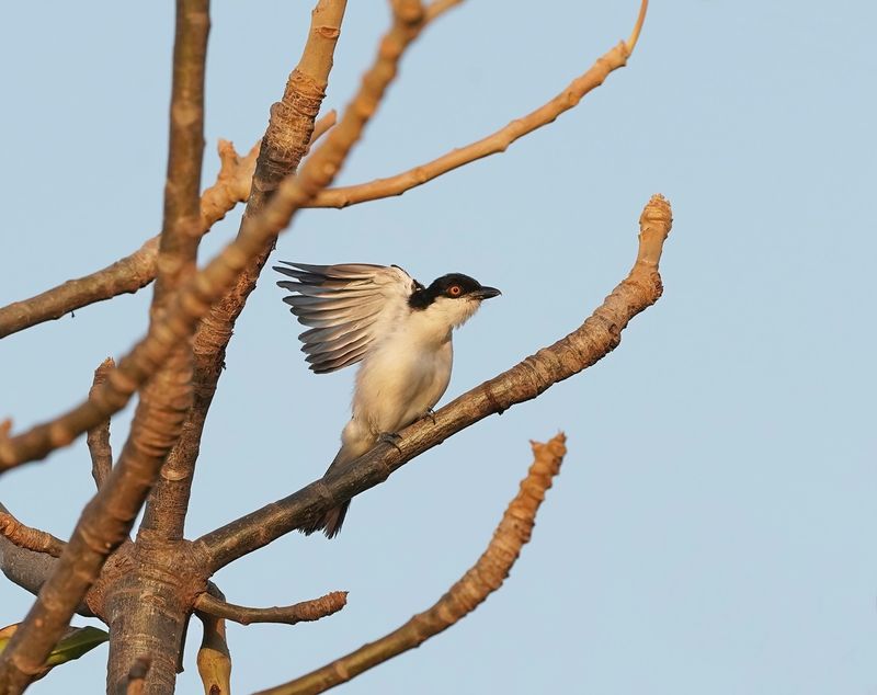 Gambiapoederdonsklauwier / Northern Puffback