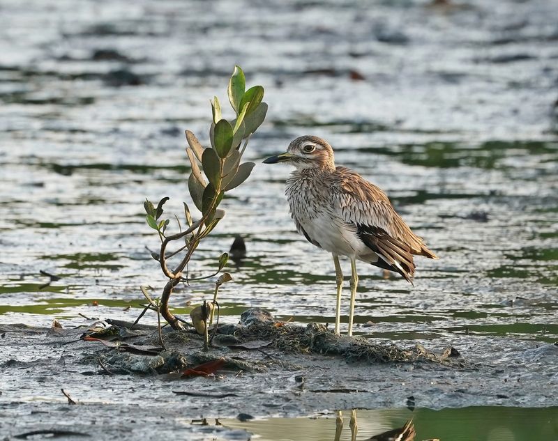 Senegalese Griel / Senegal Thick-knee