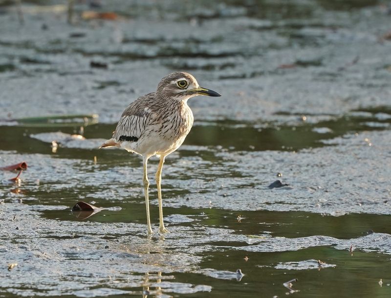Senegalese Griel / Senegal Thick-knee