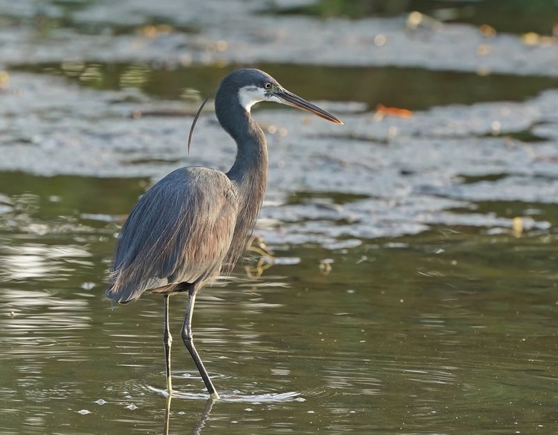 Westelijke Rifreiger / Western Reef Heron