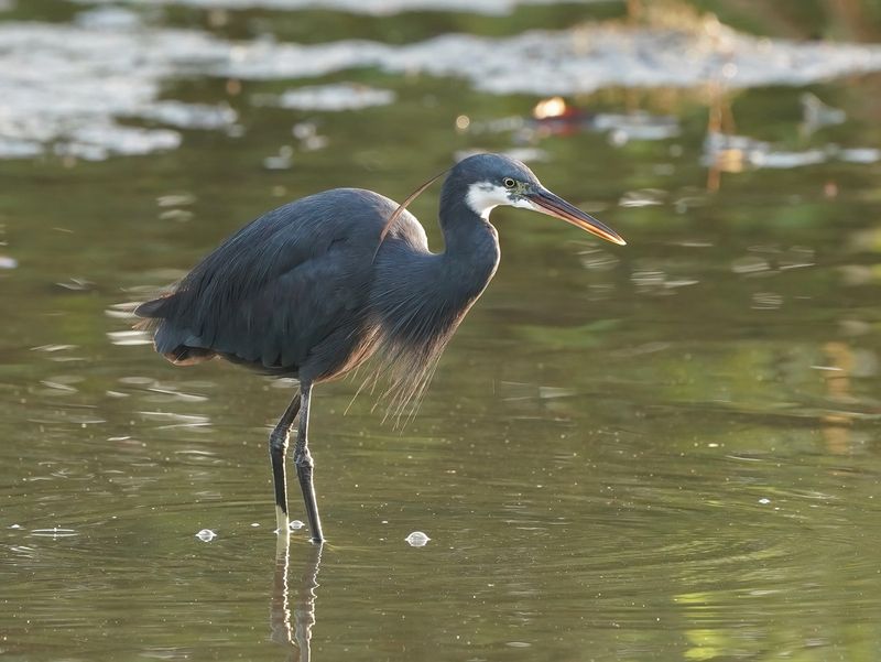 Westelijke Rifreiger / Western Reef Heron