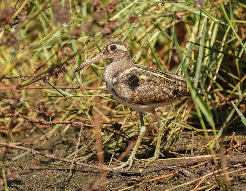 Goudsnip / Greater Painted-snipe