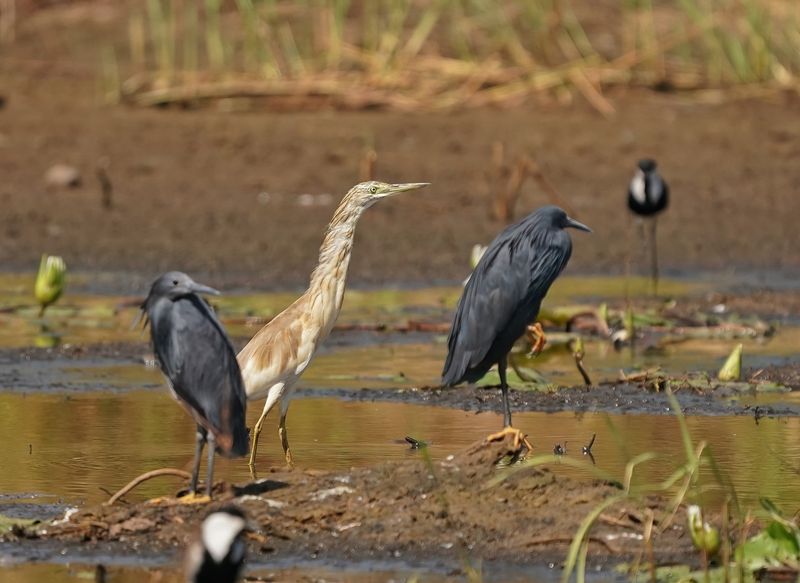 Ralreiger / Squacco Heron