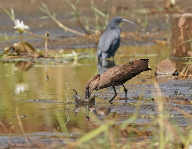 Hamerkop / Hamerkop