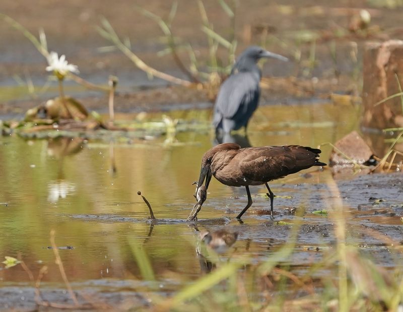 Hamerkop / Hamerkop