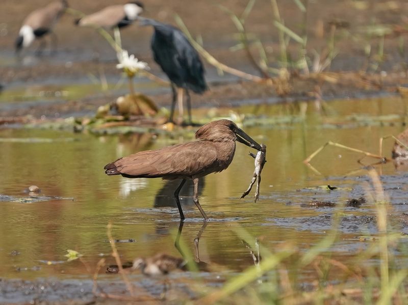 Hamerkop / Hamerkop