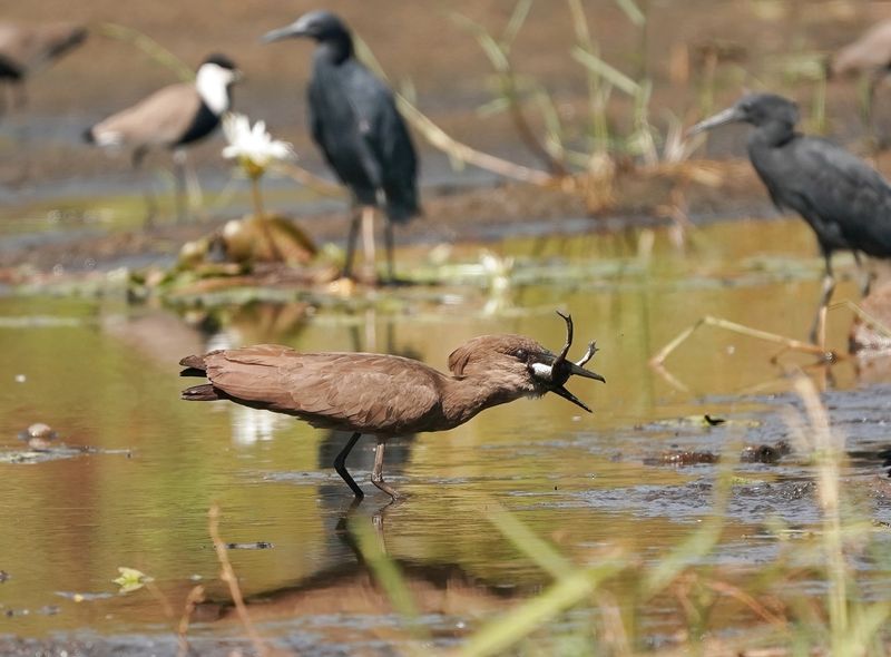 Hamerkop / Hamerkop