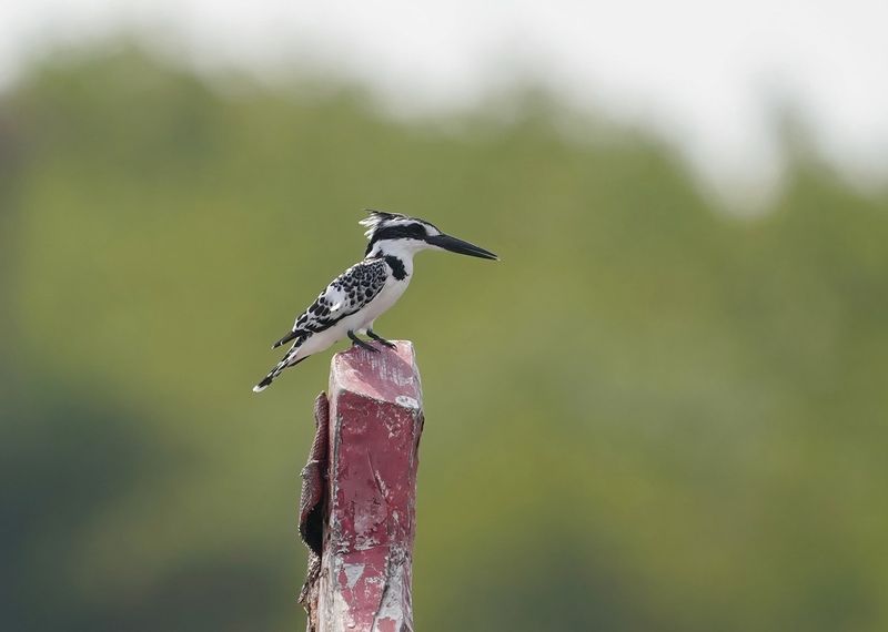 Bonte IJsvogel / Pied Kingfisher