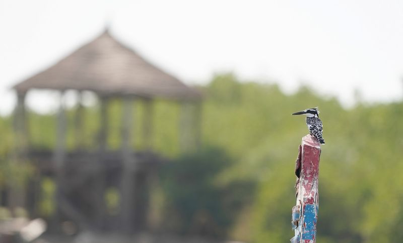 Bonte IJsvogel / Pied Kingfisher