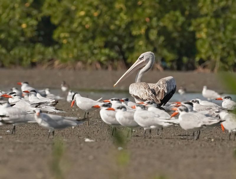 Kleine Pelikaan / Pink-backed Pelican