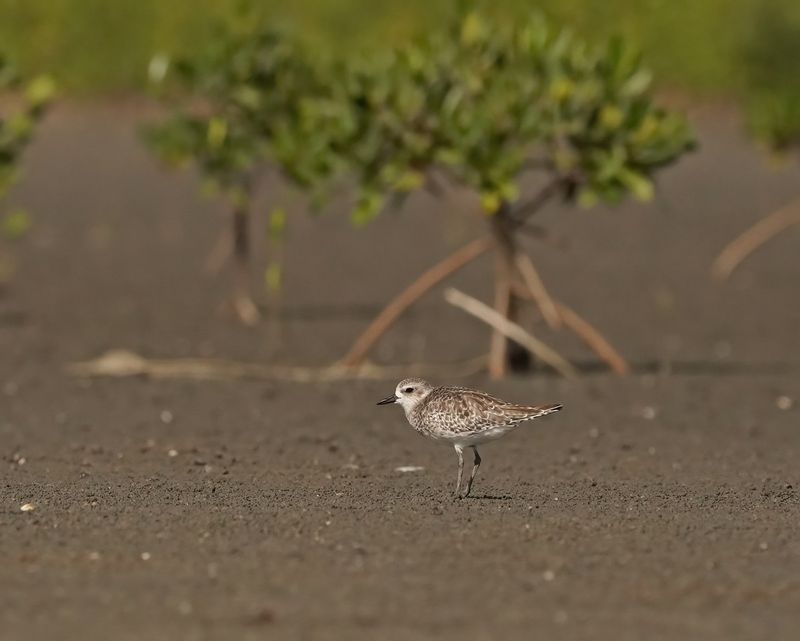 Zilverplevier / Grey Plover