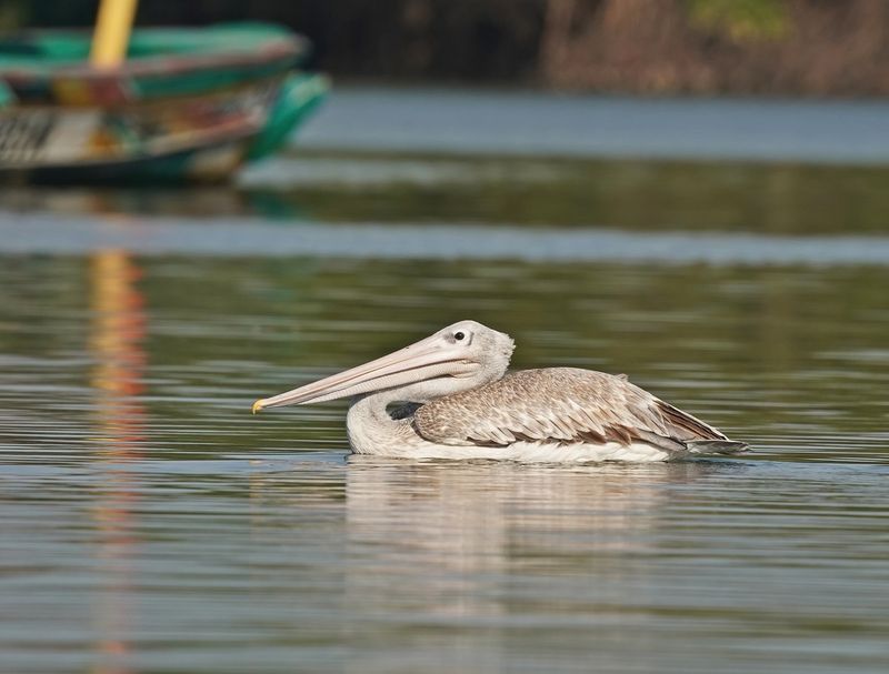 Kleine Pelikaan / Pink-backed Pelican