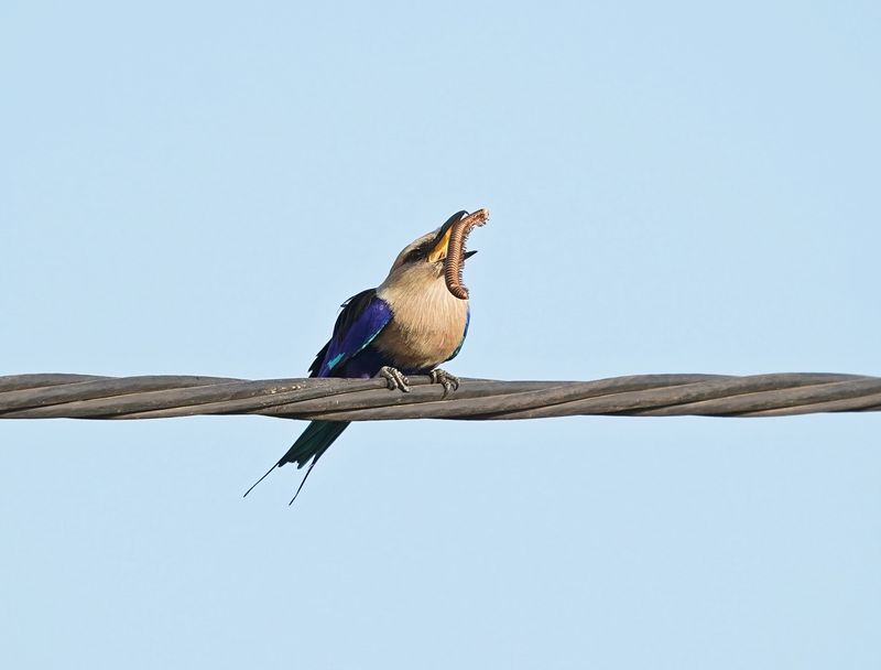 Blauwbuikscharrelaar / Blue-bellied Roller