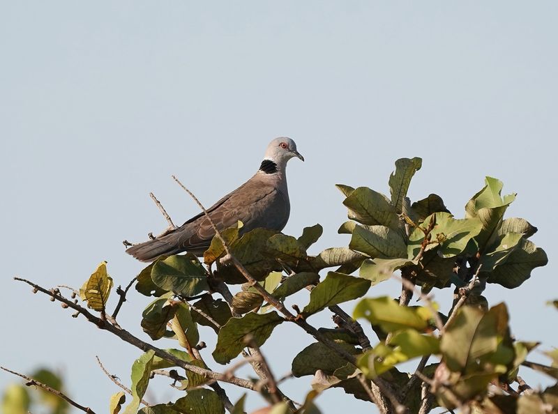 Treurtortel  / African Mourning Dove