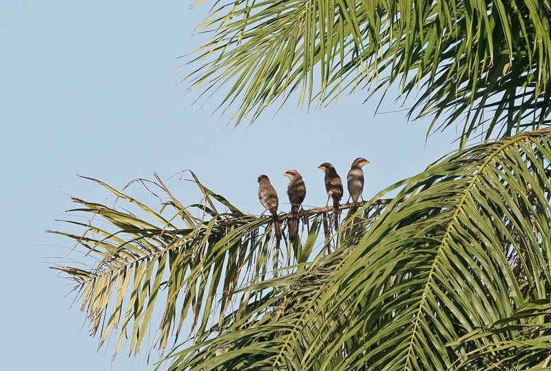 Geelsnavelklauwier / Yellow-billed Shrike