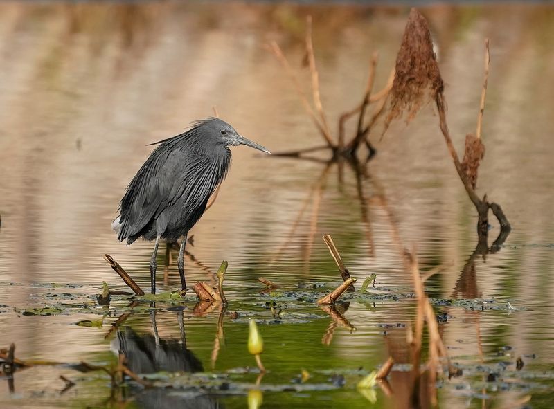 Zwarte Reiger / Black Heron