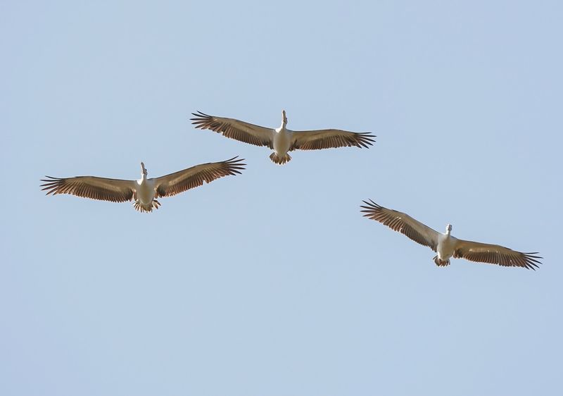 Kleine Pelikaan / Pink-backed Pelican