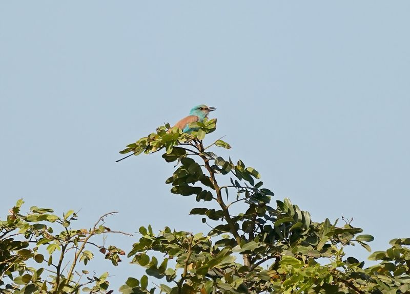 Sahelscharrelaar / Abyssinian Roller